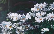 Tableau Flowers N° 21 - Antonina Levskaya