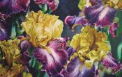 Tableau Flowers N° 26 - Antonina Levskaya - Boutique PixCarre.com