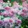 Tableau Flowers N° 29 - Antonina Levskaya - Boutique PixCarre.com