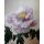 Tableau Flowers N° 49 - Antonina Levskaya